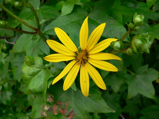 {Silphium latifolium}